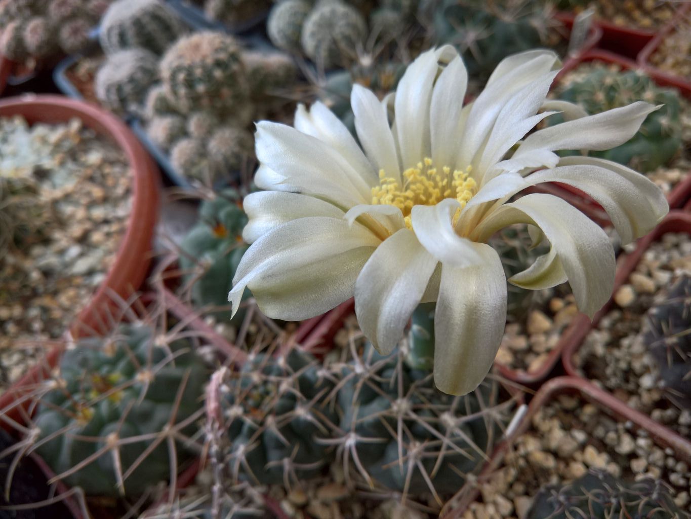 Gymnocalycium fischerii v suyuquense